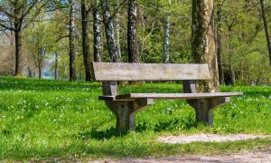 A wooden park bench on grass in front of some trees
