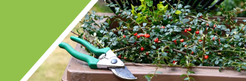 Pair of plant clippers on the edge of a plant bed with growing berries in the bed