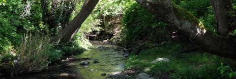 A create running through the middle of a vibrant dense green forest